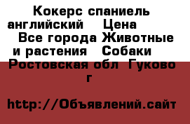 Кокерс спаниель английский  › Цена ­ 4 500 - Все города Животные и растения » Собаки   . Ростовская обл.,Гуково г.